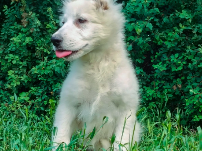 Berger Blanc Suisse Welpe kaufen