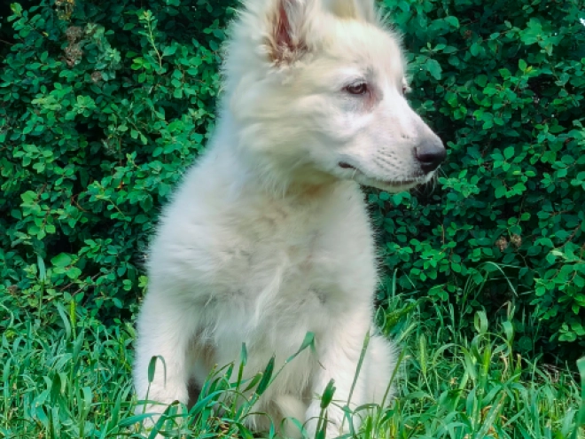 Berger Blanc Suisse Welpe kaufen