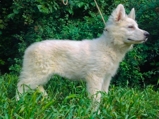 Berger Blanc Suisse Welpe kaufen