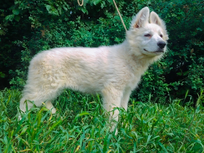 Berger Blanc Suisse Welpe kaufen