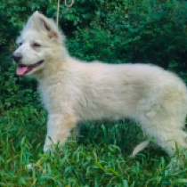 Taylor, white White Swiss Shepherd Dog for sale