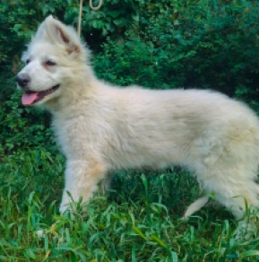 Perros Pastor Blanco Suizo en venta