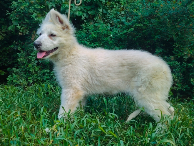 Berger Blanc Suisse Welpe kaufen