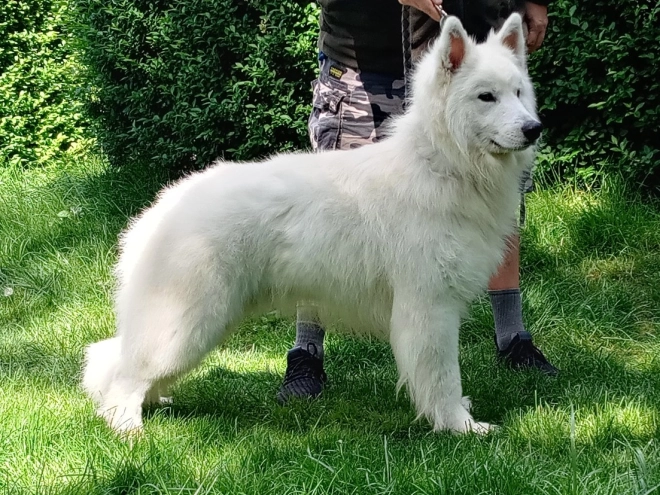Berger Blanc Suisse Welpe kaufen