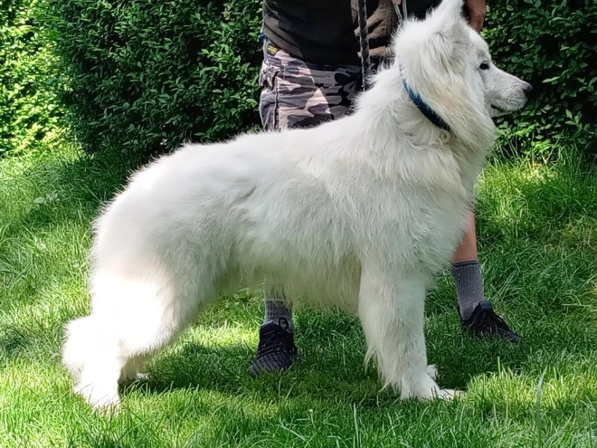 Berger Blanc Suisse Welpe kaufen