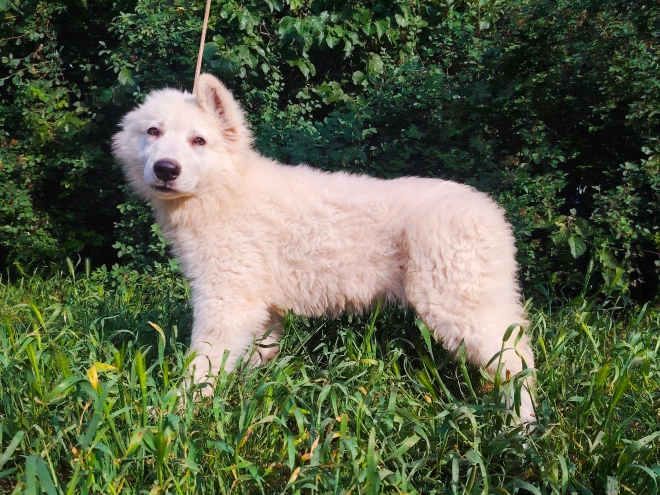 Berger Blanc Suisse Welpe kaufen