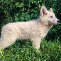 Unique, white White Swiss Shepherd Dog for sale