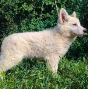 Berger Blanc Suisse Welpe kaufen