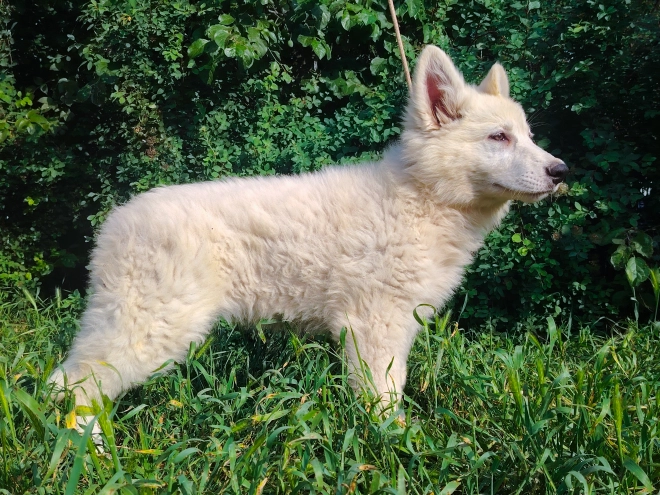 Berger Blanc Suisse Welpe kaufen