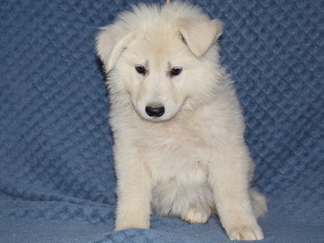 Berger Blanc Suisse Welpe kaufen
