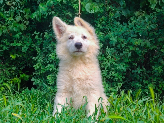 Berger Blanc Suisse Welpe kaufen
