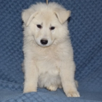 Unique, white Berger Blanc Suisse Welpen kaufen