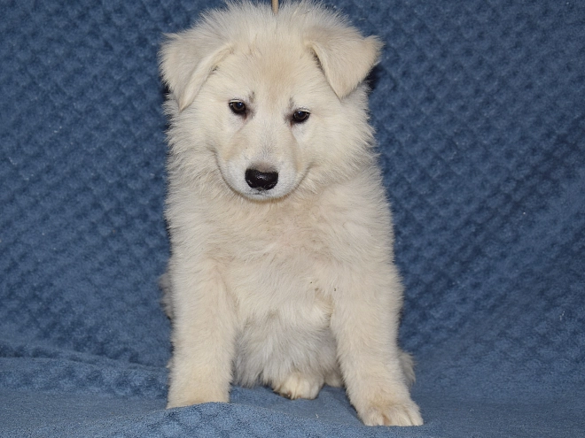 Berger Blanc Suisse Welpe kaufen