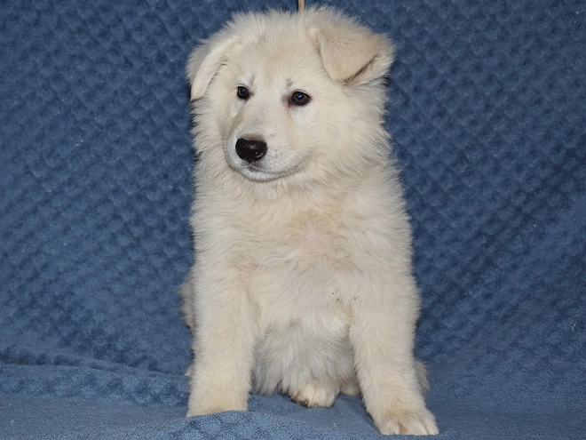 Berger Blanc Suisse Welpe kaufen