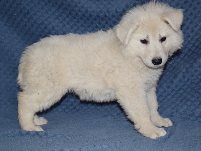 Berger Blanc Suisse Welpe kaufen