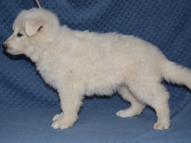Berger Blanc Suisse Welpe kaufen