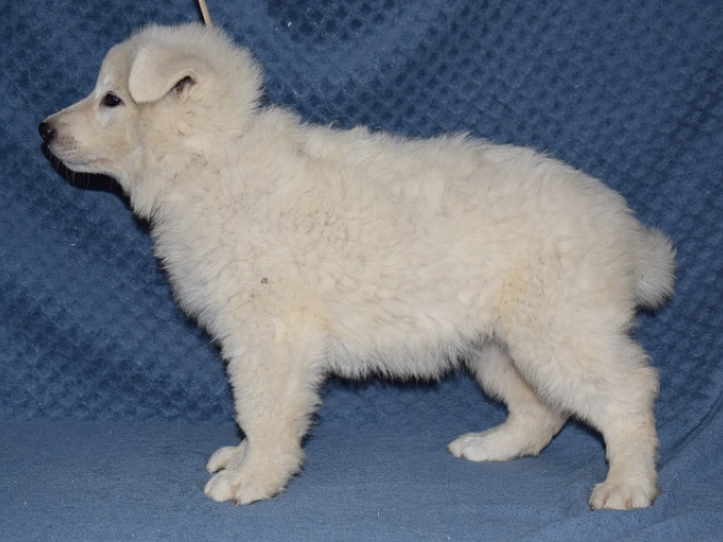 Berger Blanc Suisse Welpe kaufen