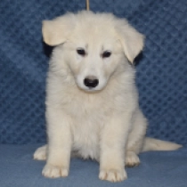 Universal, white Berger Blanc Suisse Welpen kaufen