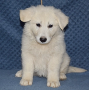 Berger Blanc Suisse Welpe kaufen