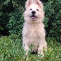 Ulla, white White Swiss Shepherd Dog for sale