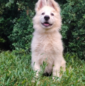 Berger Blanc Suisse Welpe kaufen