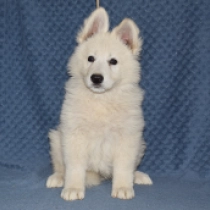 Ulla, white White Swiss Shepherd Dog for sale