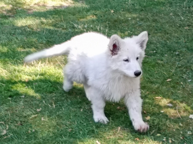 Berger Blanc Suisse Welpe kaufen