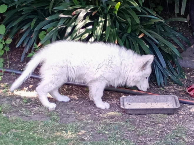 Berger Blanc Suisse Welpe kaufen