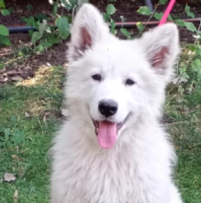 White Swiss Shepherd Dog puppy for sale