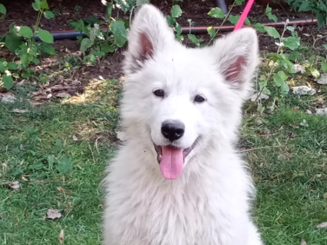 Berger Blanc Suisse Welpe kaufen