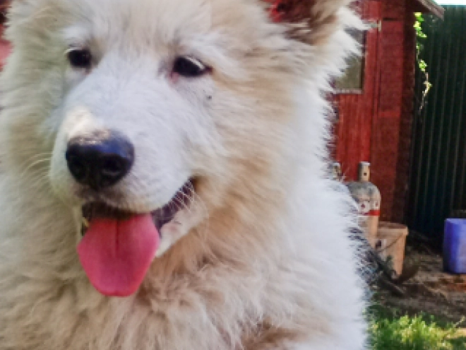 Berger Blanc Suisse Welpe kaufen
