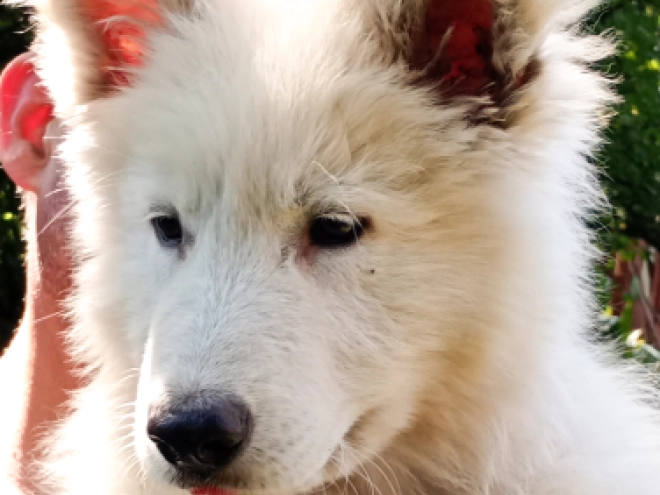 Berger Blanc Suisse Welpe kaufen