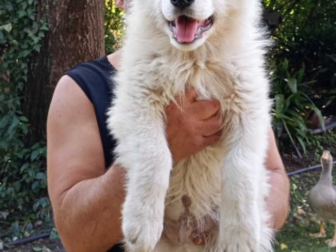 Berger Blanc Suisse Welpe kaufen