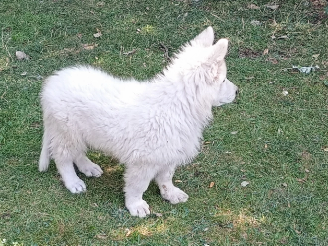 Berger Blanc Suisse Welpe kaufen