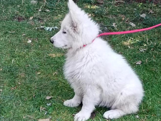 Berger Blanc Suisse Welpe kaufen