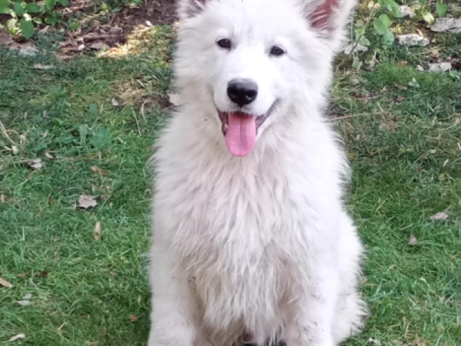 Berger Blanc Suisse Welpe kaufen