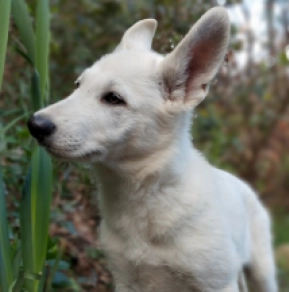 White Swiss Shepherd Dog puppy for sale