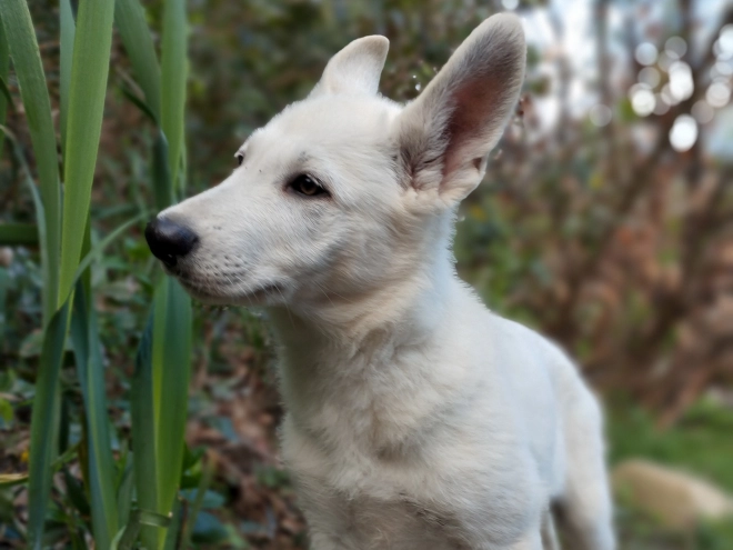 White Swiss Shepherd Dog puppy for sale