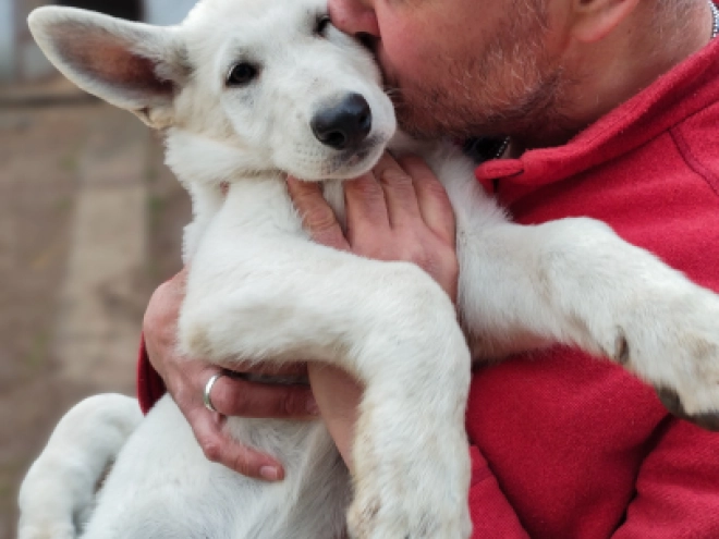 White Swiss Shepherd Dog puppy for sale