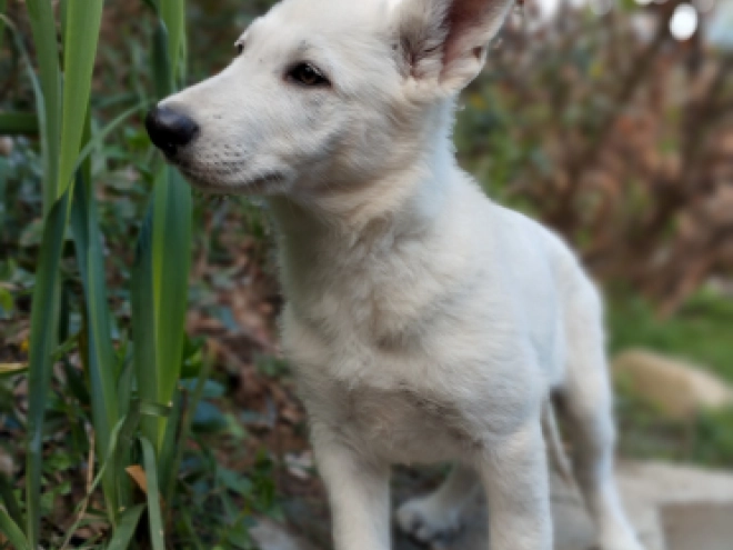 White Swiss Shepherd Dog puppy for sale