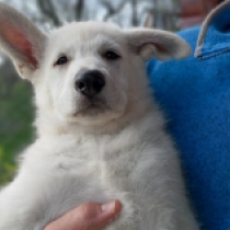 Berger Blanc Suisse Welpe zu verkaufen