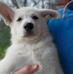 White Swiss Shepherd Dog puppy for sale