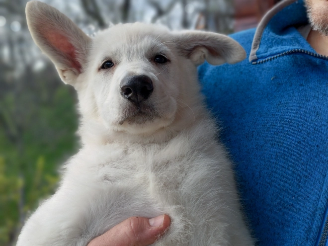 White Swiss Shepherd Dog puppy for sale