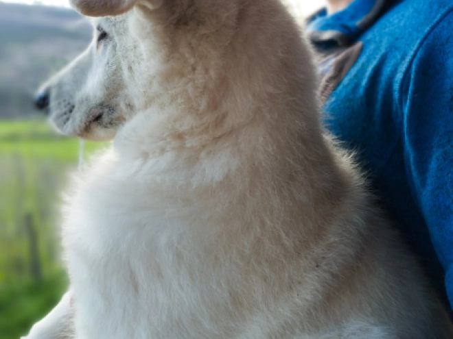 White Swiss Shepherd Dog puppy for sale