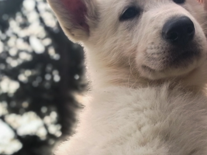 White Swiss Shepherd Dog puppy for sale