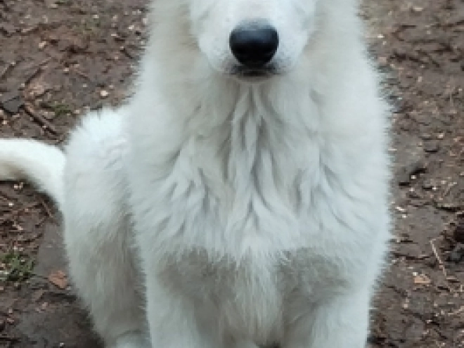 White Swiss Shepherd Dog puppy for sale