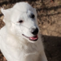 Berger Blanc Suisse Welpe zu verkaufen