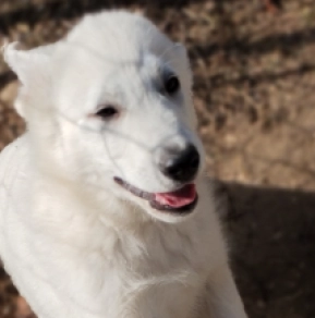 White Swiss Shepherd Dog puppy for sale