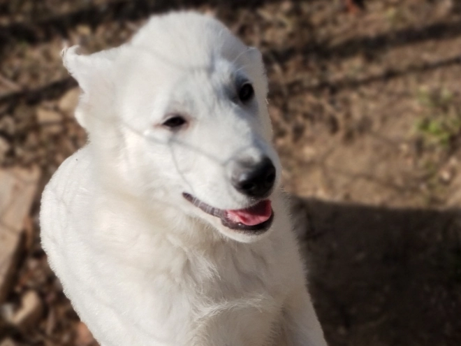 White Swiss Shepherd Dog puppy for sale