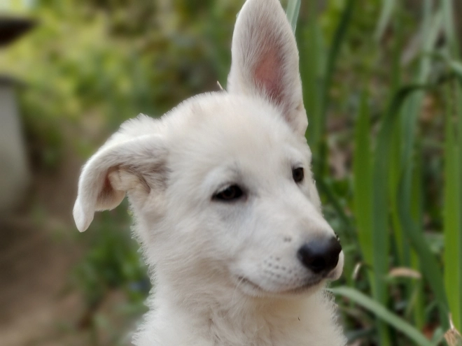 White Swiss Shepherd Dog puppy for sale